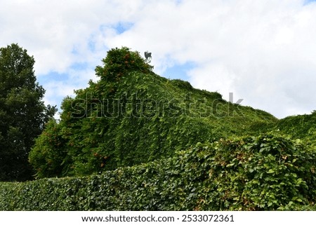 Similar – Image, Stock Photo green tendrils from roof in front of house wall
