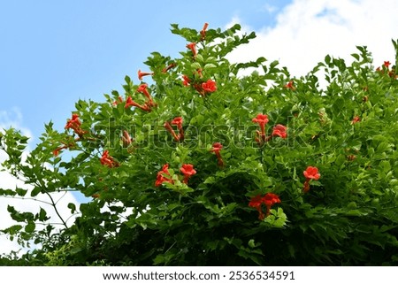 Similar – Image, Stock Photo green tendrils from roof in front of house wall