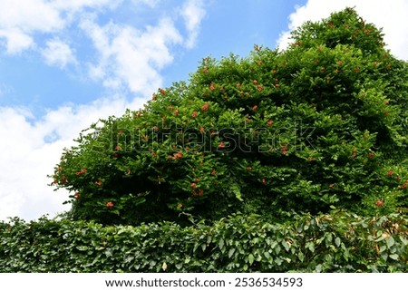 Similar – Image, Stock Photo green tendrils from roof in front of house wall