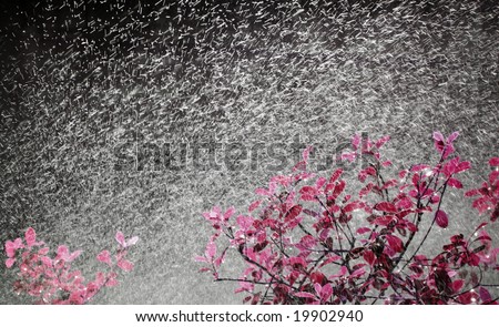 Frozen water drops and streams from yard sprinkler watering a pink bush