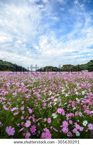 Cosmos flowers in Tenkaihou in Sasebo, Nagasaki, Japan.