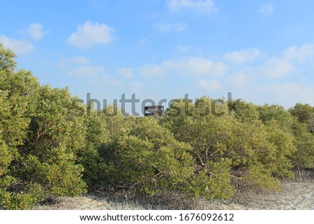 tree or plants in mangroves of Al Jubail Islands of Abu Dhabi, UAE