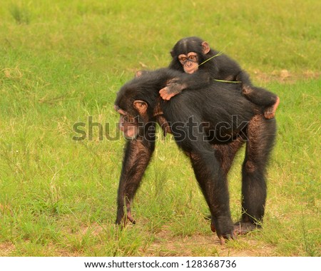 Baby chimpanzee (Pan Troglodytes) holding on to her mother\'s back.