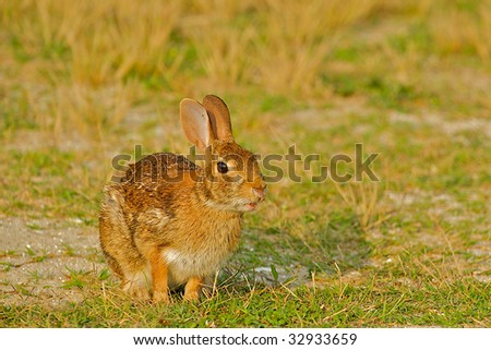 Wild rabbit with ears standing up.