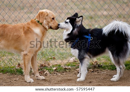 stock-photo-siberian-husky-and-golden-retriever-dogs-sniffing-at-each-other-57595447.jpg