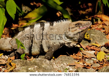 Beautiful nature image of an iguana.