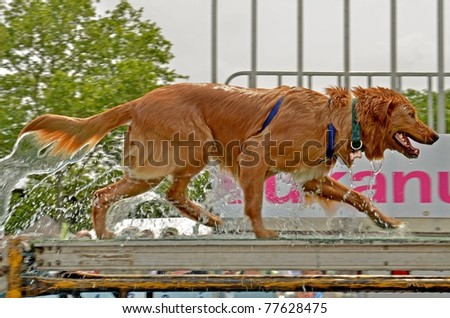 RICHMOND, VA - MAY 14: Beautiful Golden Retriever walking on the ramp after a valiant effort in the Ultimate Air Dogs Competition during the Dominion Riverrock event on May 14, 2011 in Richmond, VA.