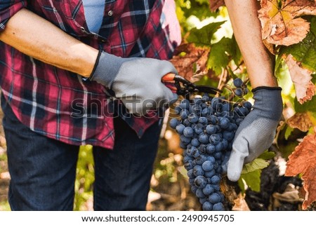 Similar – Image, Stock Photo Vineyard.  One vine stick after the other . With a wide walkway . Right and left are the green vines.