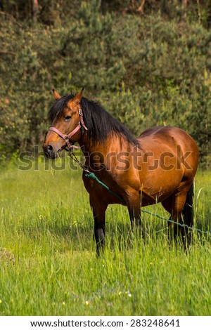 Horse in the forest