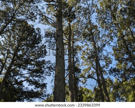 Similar – Foto Bild Nadelwald mit niedrigem Winkel