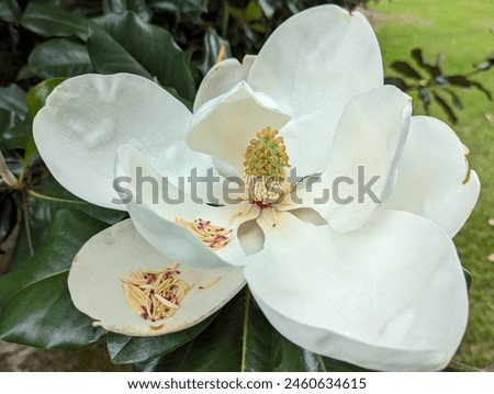 Similar – Foto Bild Magnolienbaum im Frühling