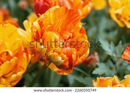 Similar – Foto Bild Tulpe orange Pflanze