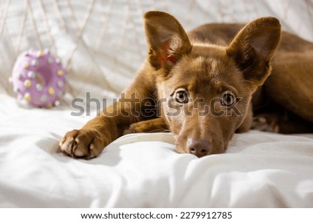 Similar – Image, Stock Photo Portrait of brown podenco dog with sad look on blue background