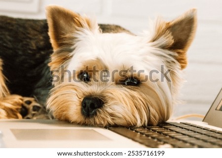 Similar – Image, Stock Photo Little brown dog lies on the table