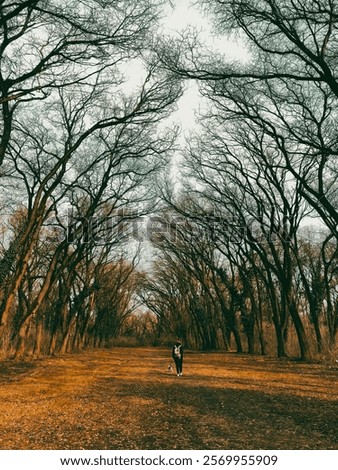 Similar – Image, Stock Photo Mystical forest with tall pine trees