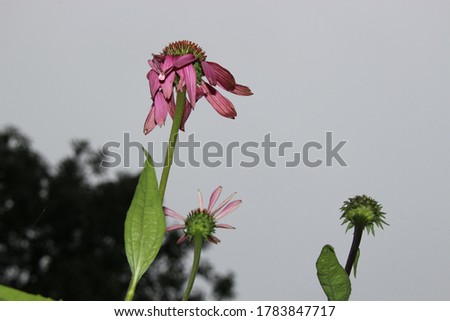 Similar – Image, Stock Photo Yellow-red form of Echinacea purpurea from North America, inflorescences