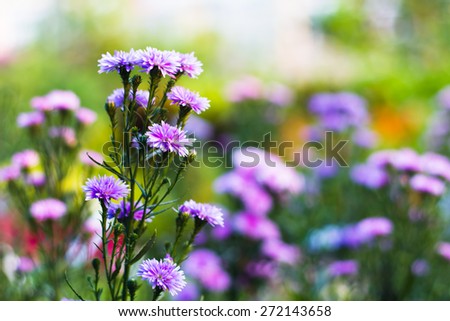 The Margaret purple flowers with Selective focus(Depth of field)