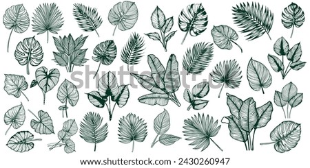 set of tropical leaves outline. leaf vector illustration isolated on background.