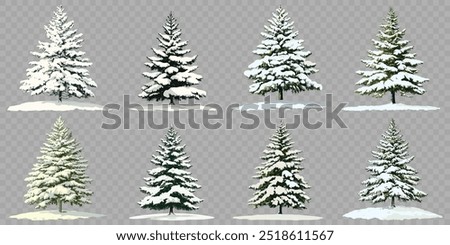 Pine tree in winter covered by snow. isolated on transparent background.