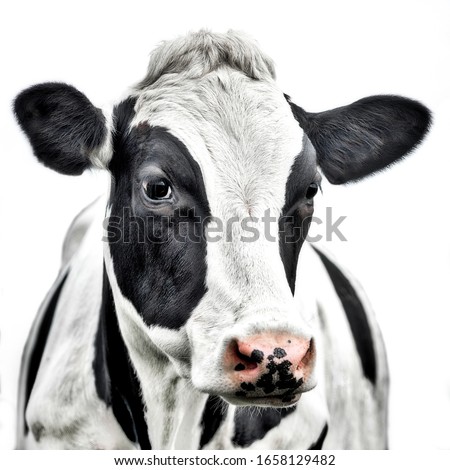 Similar – Image, Stock Photo Portrait of cow Milk