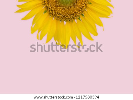 Similar – Image, Stock Photo Sunflower pastel minimalist