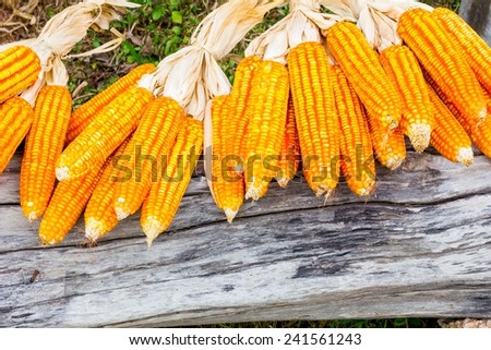 ear of ripe corn on the dead wood log