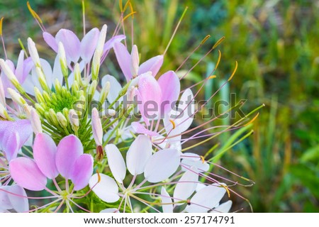 close-up Cleome flower (Cleome hassleriana) ,spider flowers, spider plants, spider weeds, soft focus, copyspace on the right, shallow depth of field