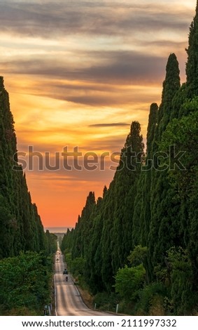 cypress trees of Carducci boulevard in Bolgheri at sunset Сток-фото © 