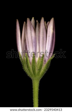 Similar – Image, Stock Photo The capitulum (Osteospermum ecklonis) is a popular balcony plant.