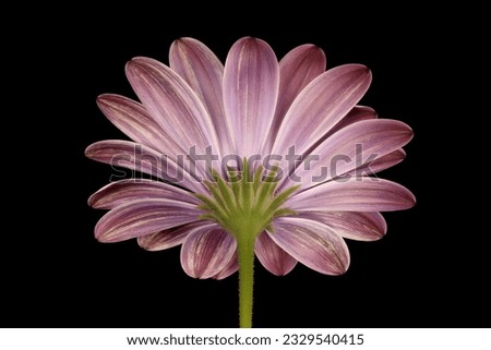 Similar – Image, Stock Photo The capitulum (Osteospermum ecklonis) is a popular balcony plant.