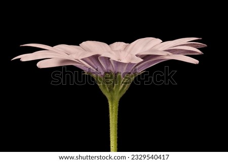 Similar – Image, Stock Photo The capitulum (Osteospermum ecklonis) is a popular balcony plant.