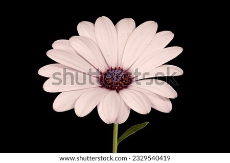 Similar – Image, Stock Photo The capitulum (Osteospermum ecklonis) is a popular balcony plant.