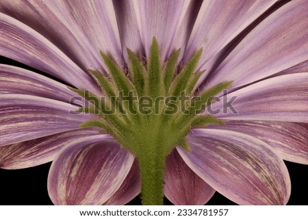 Similar – Image, Stock Photo The capitulum (Osteospermum ecklonis) is a popular balcony plant.