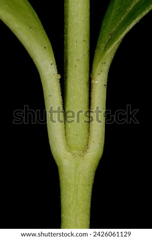 Similar – Image, Stock Photo Ciliated plant Plant Small