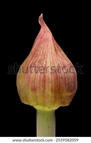 Similar – Image, Stock Photo ornamental onion allium