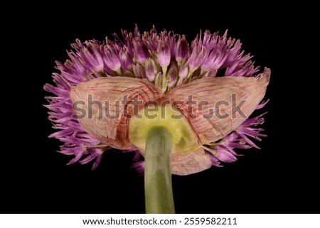 Similar – Image, Stock Photo ornamental onion allium