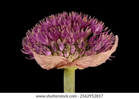 Similar – Image, Stock Photo ornamental onion allium