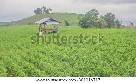 Wood cabin in the green fields