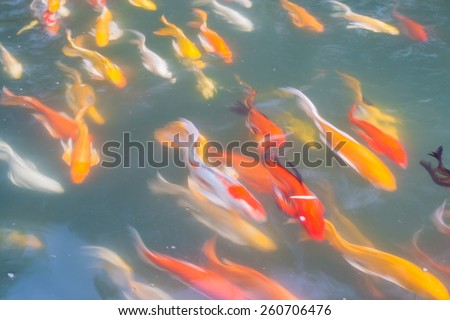 Fancy carp fish swim in the pond with slow speed shutter blur effect.