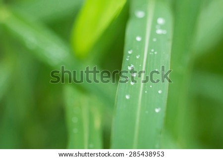 close up water drop on grass leaf, very shallow depth of field
