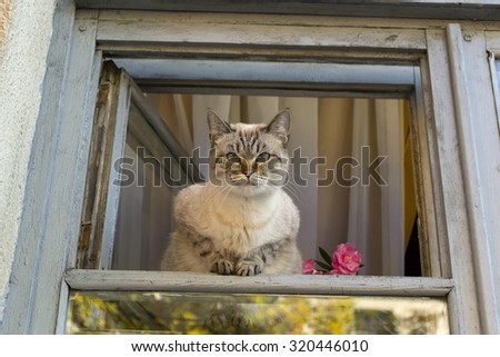 Cat looking out from an open window