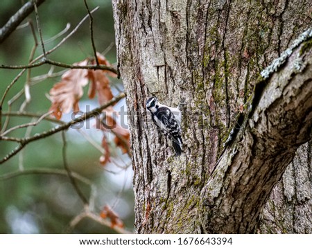 Downy woodpecker in oak tree  Zdjęcia stock © 