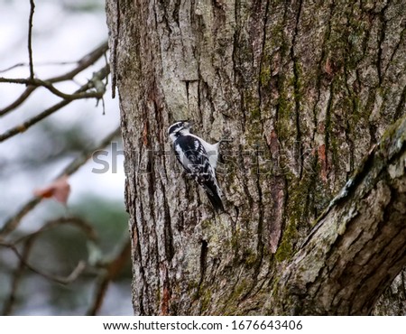 Downy woodpecker in oak tree  Zdjęcia stock © 