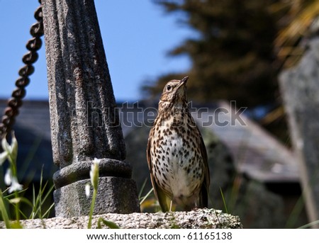 Song Thrush in Old Town church yard, St Mary\'s, Isles of Scilly.