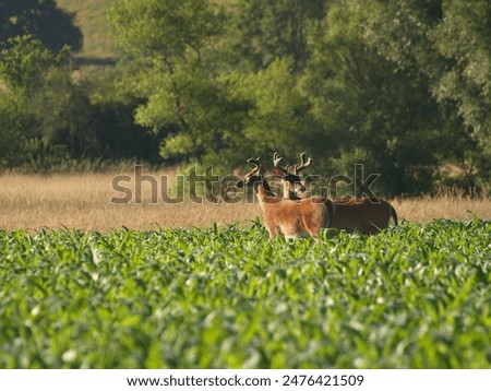 Similar – Image, Stock Photo Male deer grazing in forest near lake