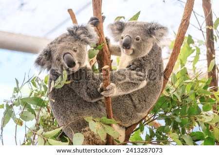 Similar – Foto Bild Koala Umwelt Natur Tier