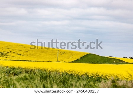 Similar – Image, Stock Photo Yellow golden canola field in the summertime