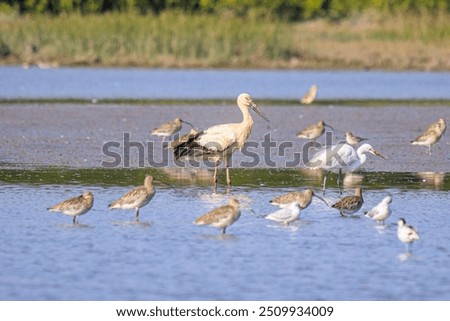 Similar – Foto Bild Küstenschutz mit Vogel in Friesland