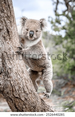 Similar – Foto Bild Koala Umwelt Natur Tier