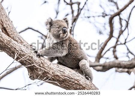 Foto Bild Koala Umwelt Natur Tier